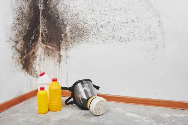Best Attic Mold Removal  in Bullhead City, AZ