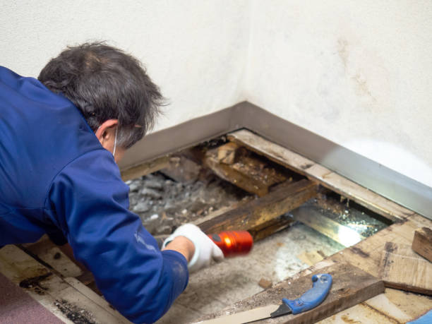Best Mold Remediation  in Bullhead City, AZ