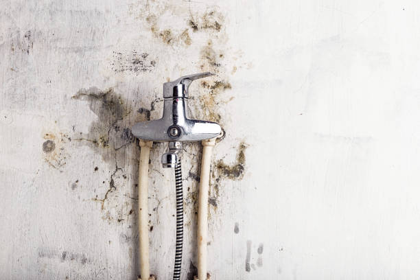 Best Mold Damage Repair  in Bullhead City, AZ
