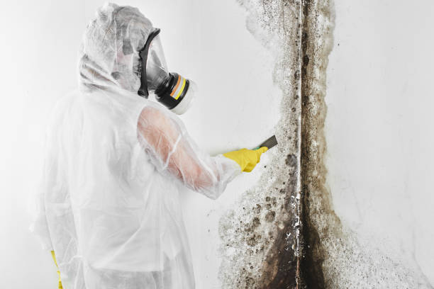 Certified Mold Removal in Bullhead City, AZ