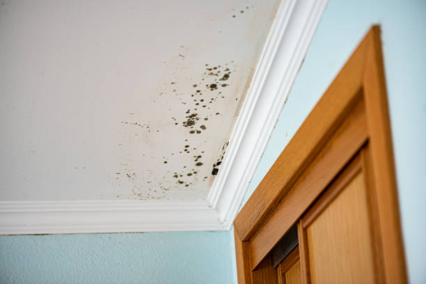 Mold Removal Process in Bullhead City, AZ