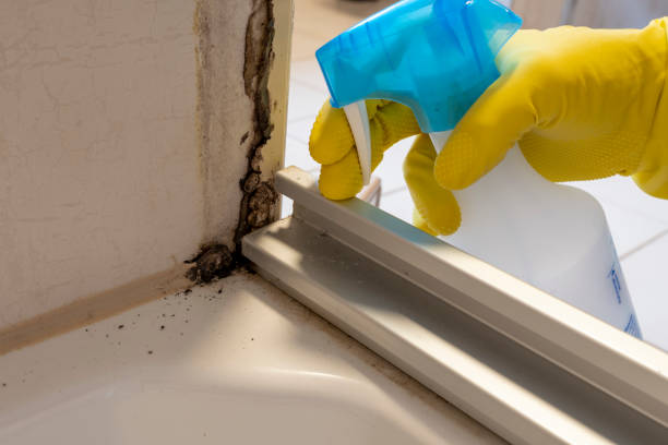 Best Toxic Mold Removal  in Bullhead City, AZ