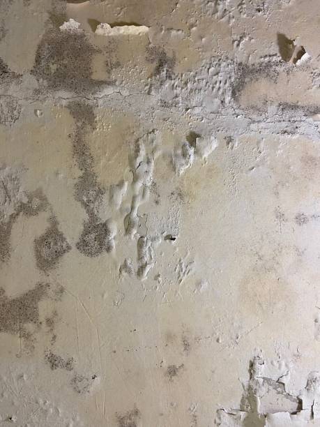 Reliable Bullhead City, AZ Mold Removal Solutions