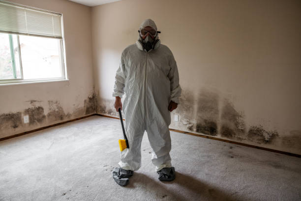 Professional Mold Removal in Bullhead City, AZ