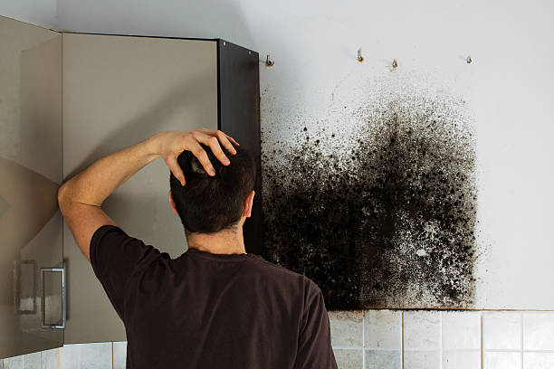 Best Residential Mold Removal  in Bullhead City, AZ