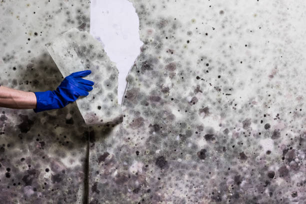 Home Mold Removal in Bullhead City, AZ