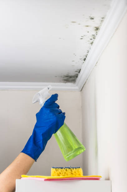 Best Mold Removal Company Near Me  in Bullhead City, AZ