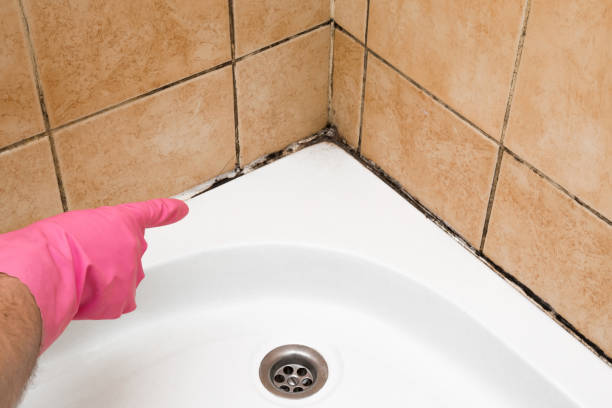 Best Mold Removal Process  in Bullhead City, AZ